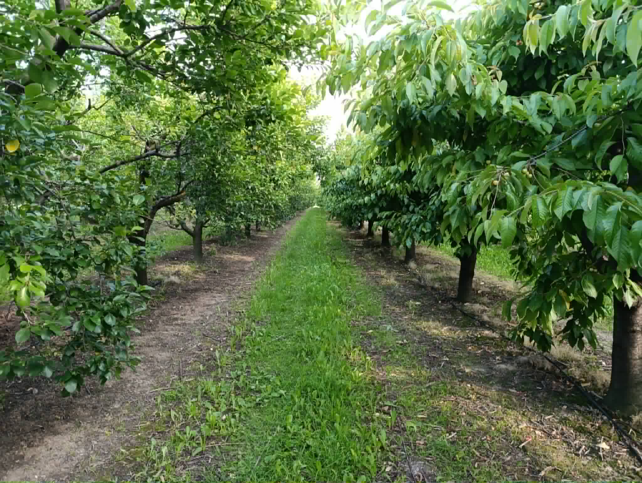 Tunel foliowy, nawadnianie kroplowe - Vodatec